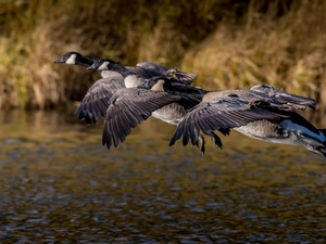 geese, birds, flight, water, Canada Goose, wild