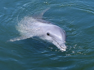 water, dolphin, flipper