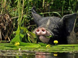 black, water, Flowers, guinea pig