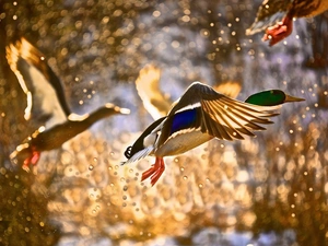 drops, water, flying, ducks, Two