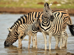 water, zebra, folks