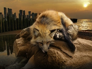 Fox, west, sun, water