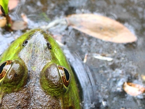 water, Head, Frogs