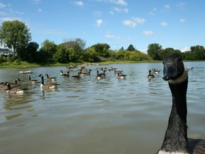 water, Canadian, geese