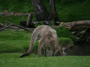 water, kangaroo, grass