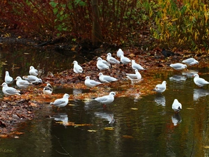 autumn, water, Gull, Leaf, gulls