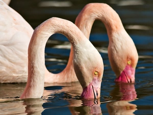 water, Flamingos, head