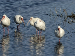 water, White, ibises