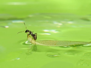 water, ant, leaf