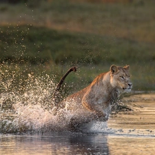 water, running, Lion