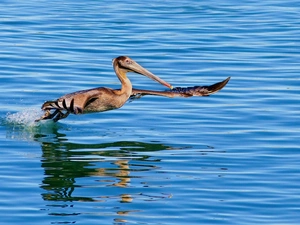 blue, water, long, nose, pelican