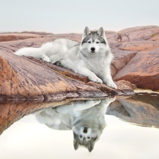 Siberian Husky, lying, water, reflection, Rocks, dog