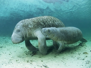 water, manatees