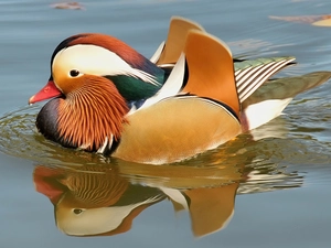 water, duck, mandarine