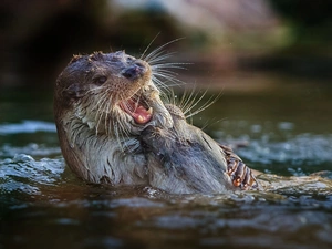 water, Two, otters