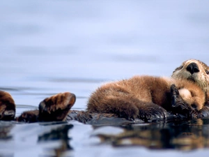 water, otters