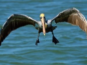 water bird, pelican