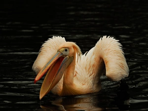 water, Bird, pelican