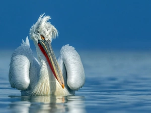 water, Disheveled, pelican