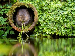 Plants, small, Beaver, water
