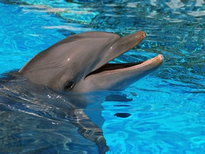 water, dolphin, Pool