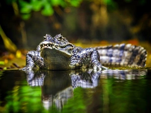 reflection, Australian Crocodile, water
