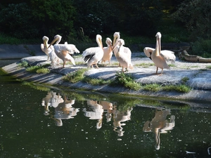 water, pelicans, reflection