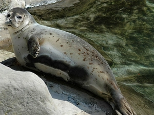 water, seal, Rocks