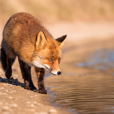 water, Fox, Sand