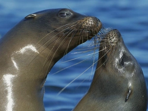 water, Two, seals