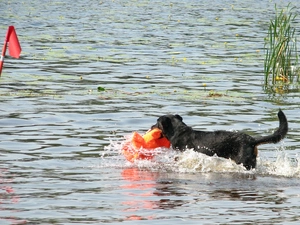 Shepherd French Beauceron, water
