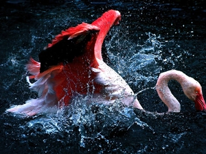water, flamingo, splash