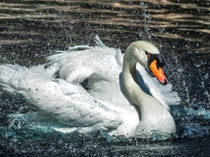 water, Swans, Splashing