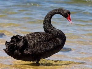 water, Black, swan