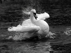 water, landing, Swans