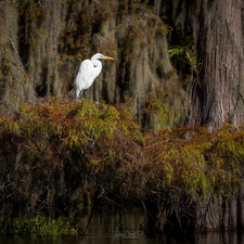 branch pics, trees, water, heron, trees, viewes