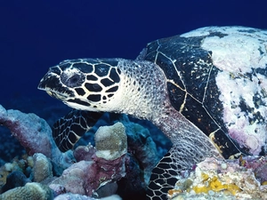 turtle, Head, reef, water