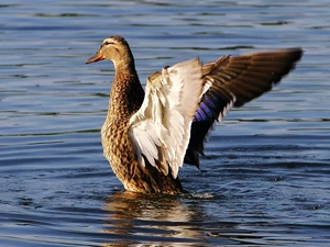 water, duck, wings