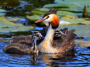 water, grebe, young