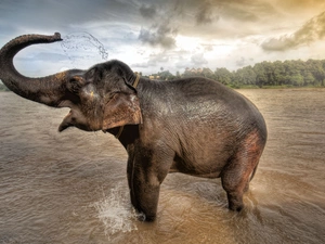 Watering, Elephant, water