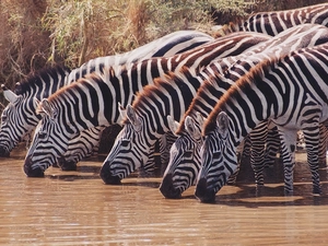 watering place, zebra