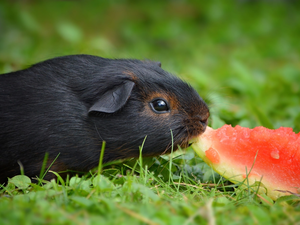 grass, guinea pig, watermelon