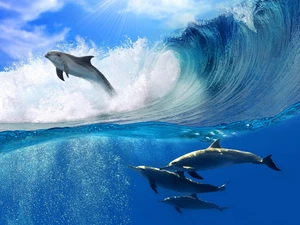 Waves, dolphins, sea