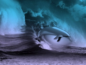 Waves, dolphin, water