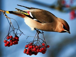 Waxwing