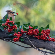 Bird, Red, Fruits, Waxwing