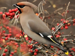 Bird, Plant, Twigs, Waxwing