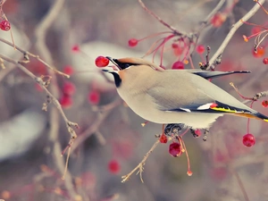 Waxwing, eating, birdies