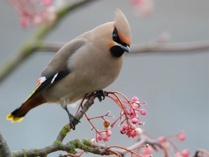 Waxwing, Twigs