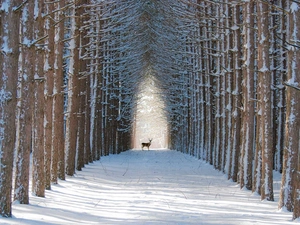 forest, winter, deer, Way